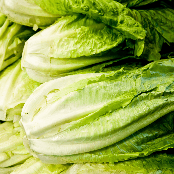 romaine lettuce